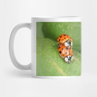 Harmonia axyridis - Asian ladybeetle - mating on a leaf Mug